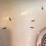 Termites at home