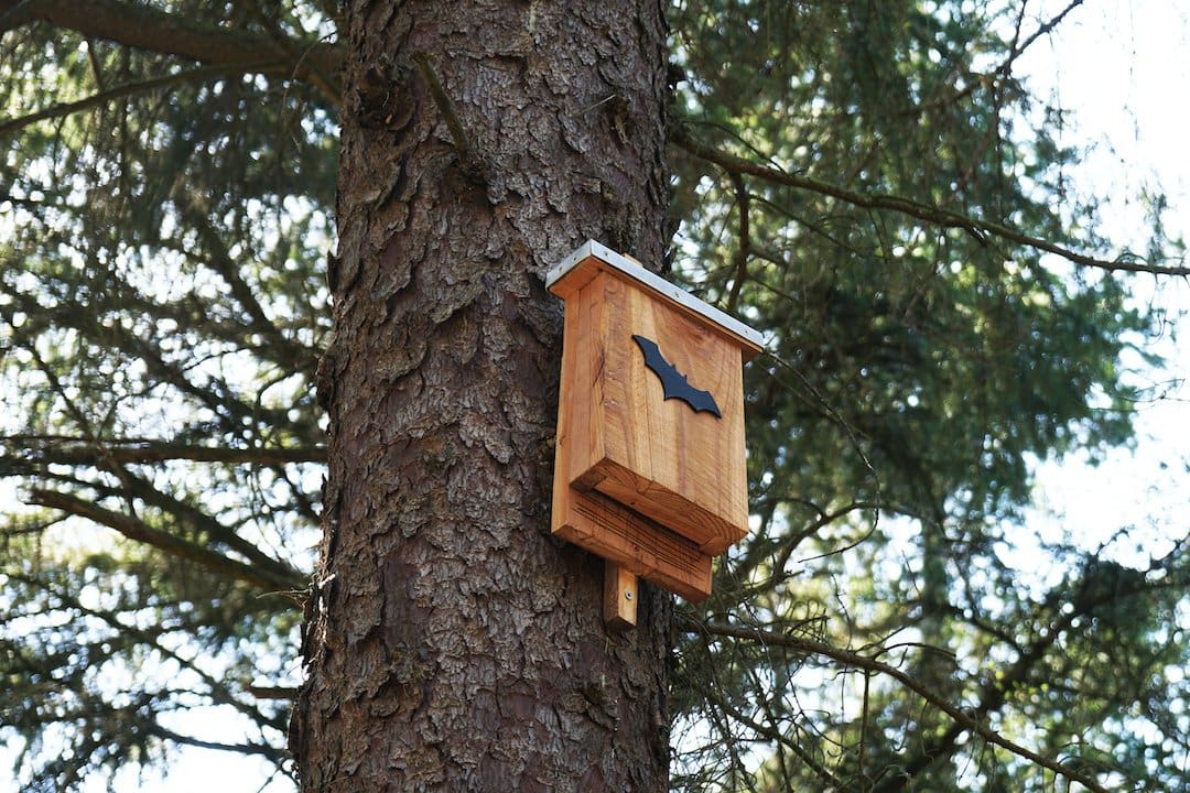 Building bat House