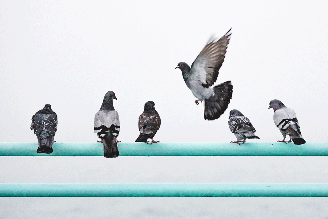 Are-Pigeons-a-Threat---Accurate