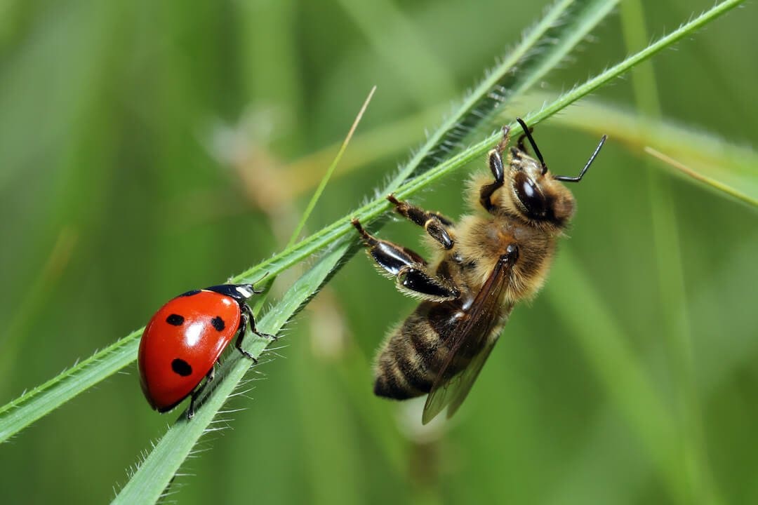 Insects we don’t kill in southern California