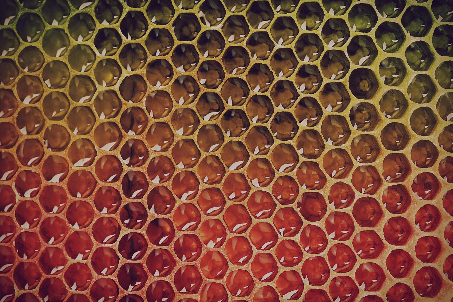 bee removal