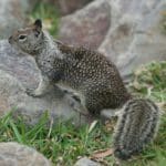 what threats do squirrels pose