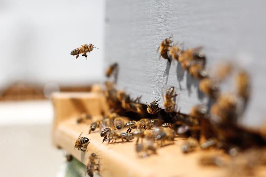 Do You Have a Bee Infestation Accurate 2020