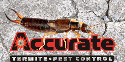 Earwigs - Accurate Termite and Pest Control
