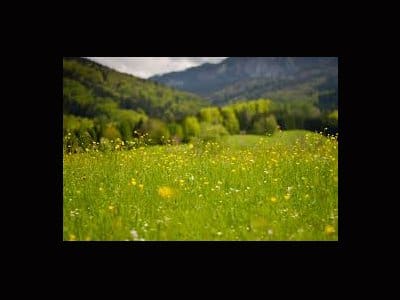 Weather Changes Affect Insect