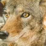 How to Get Rid of Coyotes - Accurate Termite & Pest Control