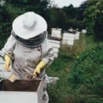 How to Safely Get Rid of Bees and Beehives - Accurate Termite and Pest Control Blog
