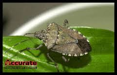How to Get Rid of Stink Bugs