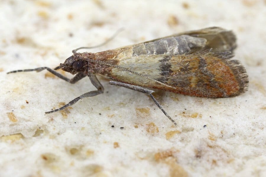 Indian Meal Moth Accurate Termite and Pest Control wb