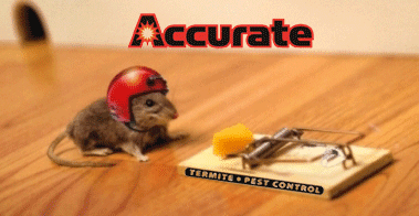 Mouse Helmet - Accurate Termite and Pest Control