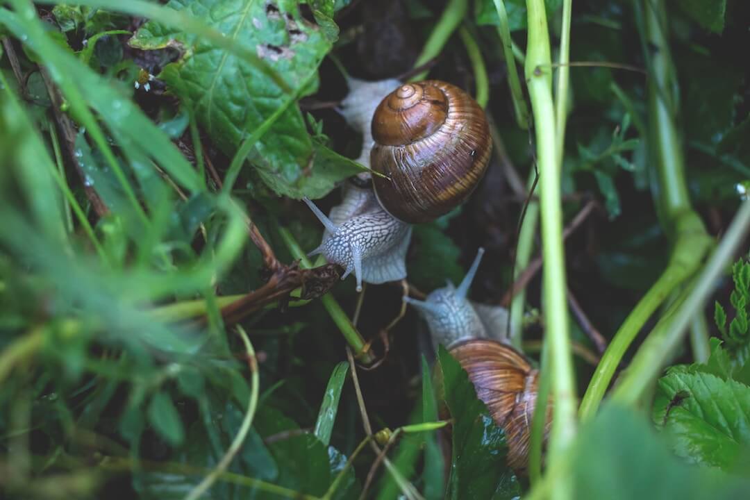 Rat Lungworm Disease