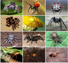 Spiders-Top 5 Interesting Facts - Accurate Termite and Pest Control