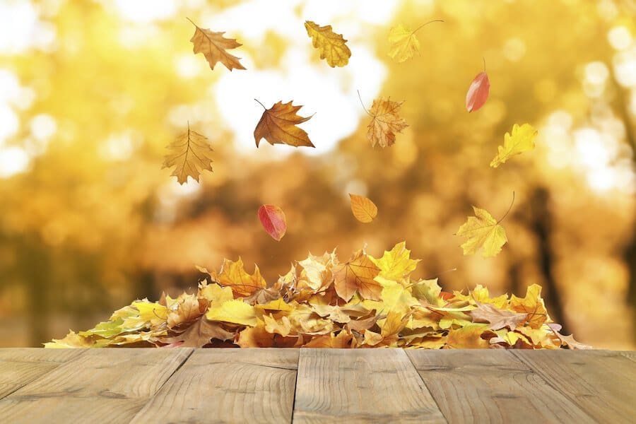 Which Bugs Should We Be Grateful for This November