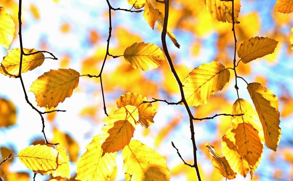 fall and winter pests