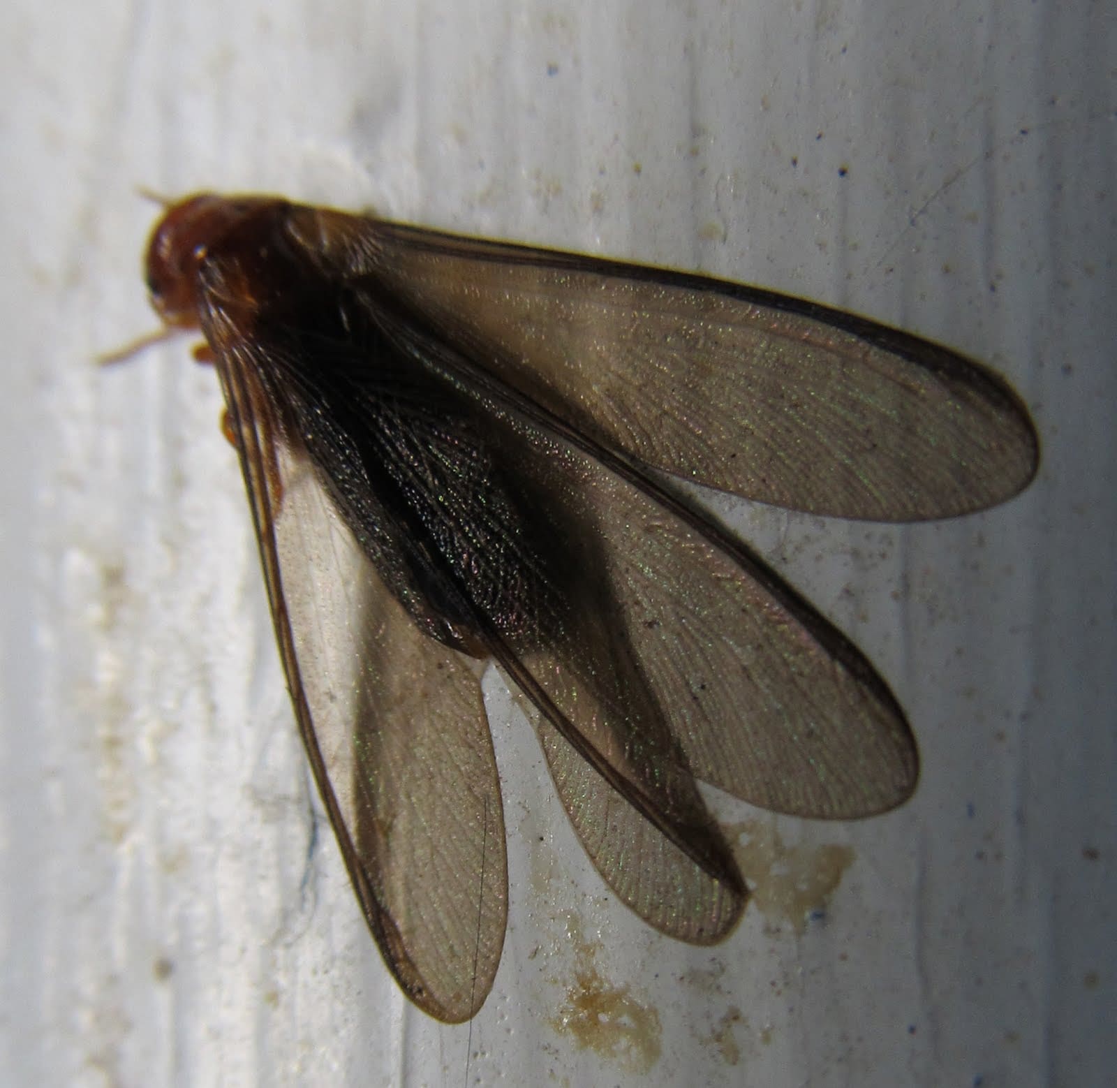 Wings