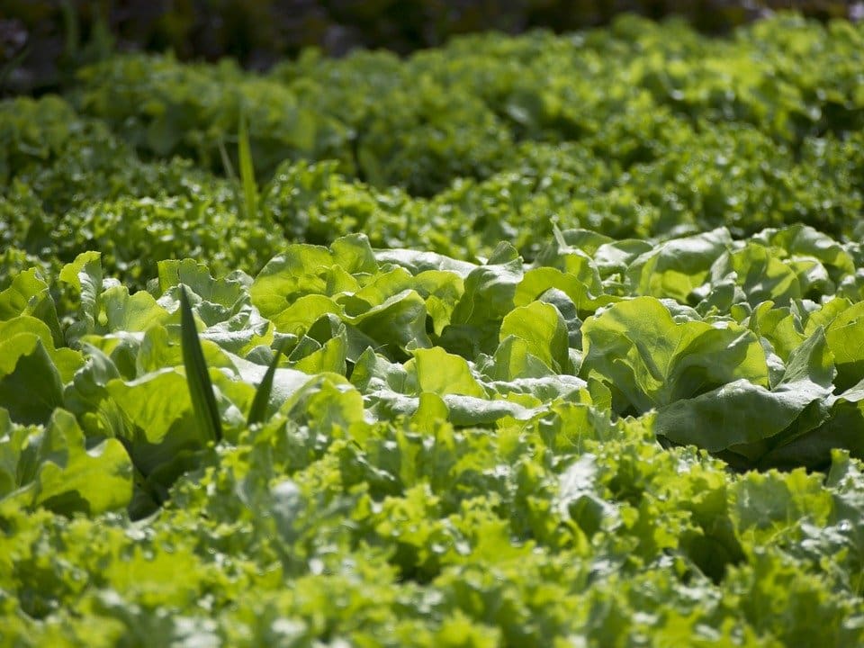 worms, plants, garden
